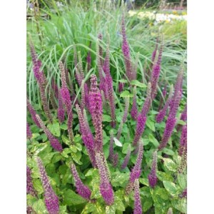 ożanka hyrkańska (Teucrium hircanicum) - Świat bylin - sklep internetowy