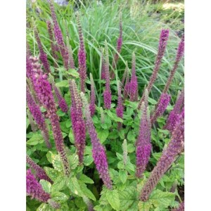 ożanka hyrkańska (Teucrium hircanicum) - Świat bylin - sklep internetowy