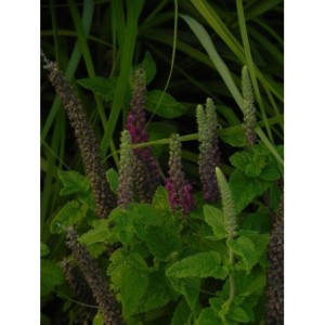 ożanka hyrkańska (Teucrium hircanicum) - Świat bylin - sklep internetowy