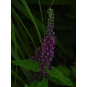ożanka hyrkańska (Teucrium hircanicum) - Świat bylin - sklep internetowy