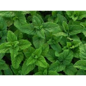 ożanka hyrkańska (Teucrium hircanicum) - Świat bylin - sklep internetowy