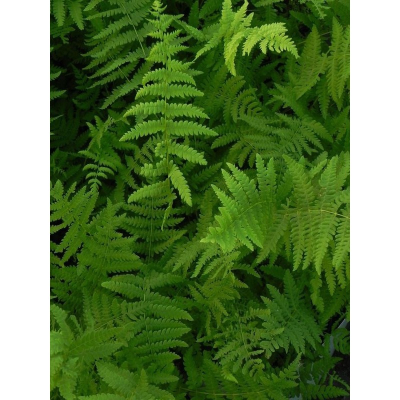 zachylnik błotny (Thelypteris palustris) - Świat bylin - sklep internetowy