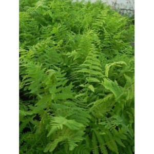 zachylnik błotny (Thelypteris palustris) - Świat bylin - sklep internetowy