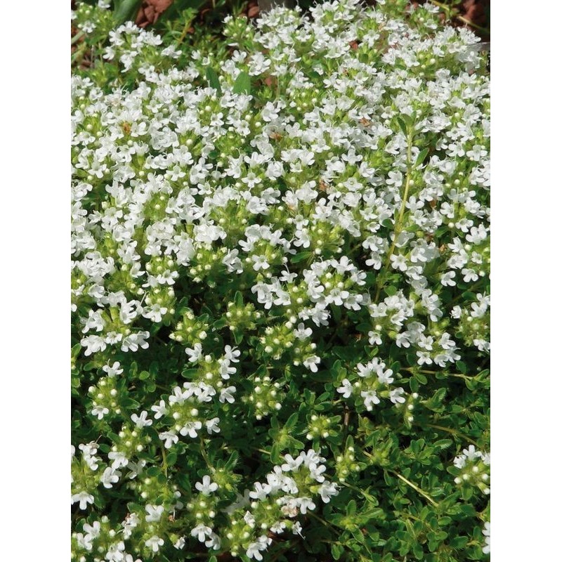 macierzanka wczesna (Thymus praecox) Albiflorus- Świat bylin - sklep internetowy