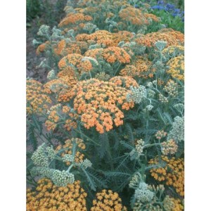 krwawnik pospolity (Achillea millefolium) Terracotta- Świat bylin - sklep internetowy