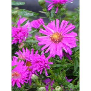 aster krzaczasty (Aster dumosus) Jenny- Świat bylin - sklep internetowy