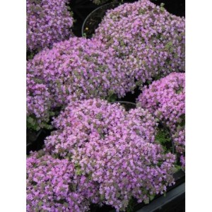 macierzanka wczesna (Thymus praecox) Minor- Świat bylin - sklep internetowy