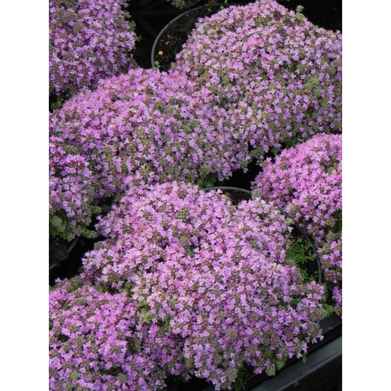 macierzanka wczesna (Thymus praecox) Minor- Świat bylin - sklep internetowy