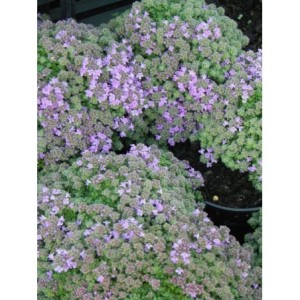 macierzanka wczesna (Thymus praecox) Minor- Świat bylin - sklep internetowy