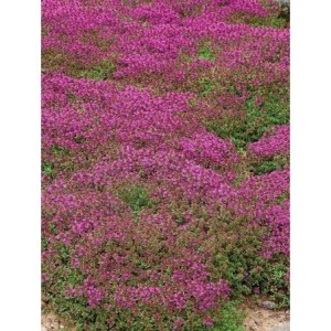 macierzanka piaskowa (Thymus serpyllum) Coccineus- Świat bylin - sklep internetowy