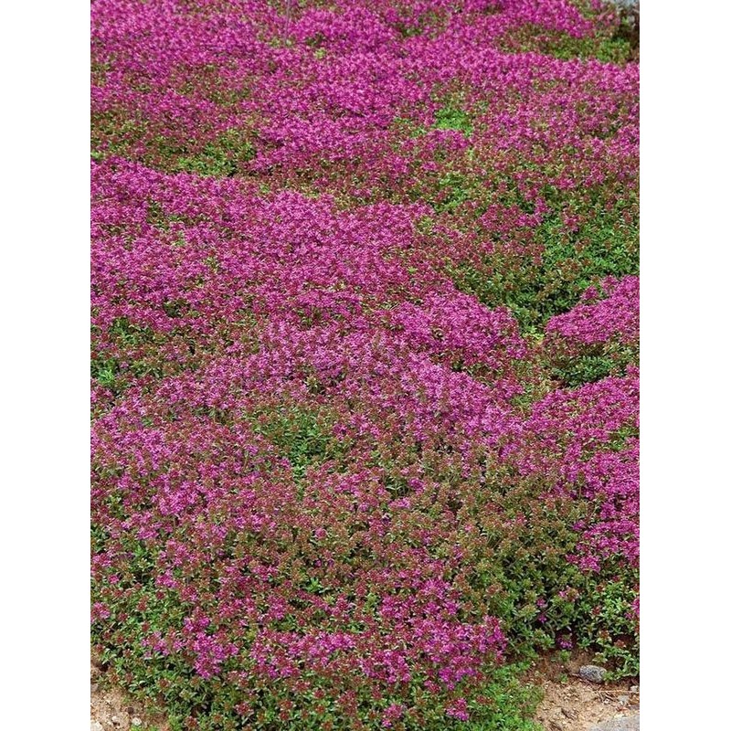 macierzanka piaskowa (Thymus serpyllum) Coccineus- Świat bylin - sklep internetowy