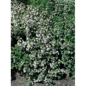 macierzanka tymianek (Thymus vulgaris) White- Świat bylin - sklep internetowy