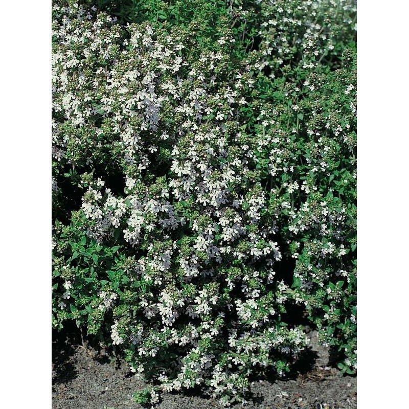 macierzanka tymianek (Thymus vulgaris) White- Świat bylin - sklep internetowy