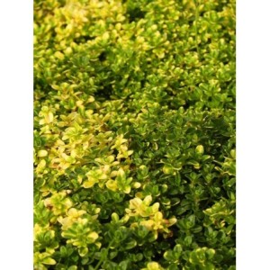 macierzanka cytrynowa (Thymus x citriodorus) Doone Valley- Świat bylin - sklep internetowy