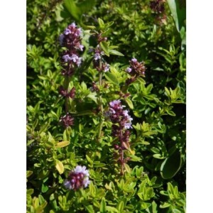 macierzanka cytrynowa (Thymus x citriodorus) Golden Duwarsky- Świat bylin - sklep internetowy