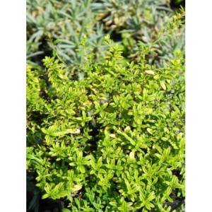 macierzanka cytrynowa (Thymus x citriodorus) Golden Duwarsky- Świat bylin - sklep internetowy
