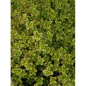 macierzanka cytrynowa (Thymus x citriodorus) Golden Duwarsky- Świat bylin - sklep internetowy