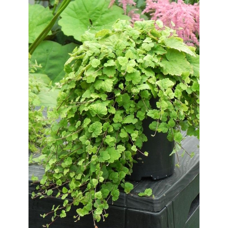 tiarella sercolistna (Tiarella cordifolia) Moorgrüne- Świat bylin - sklep internetowy