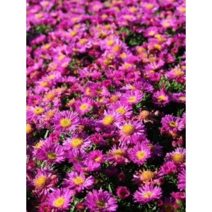 aster krzaczasty (Aster dumosus) Kassel- Świat bylin - sklep internetowy