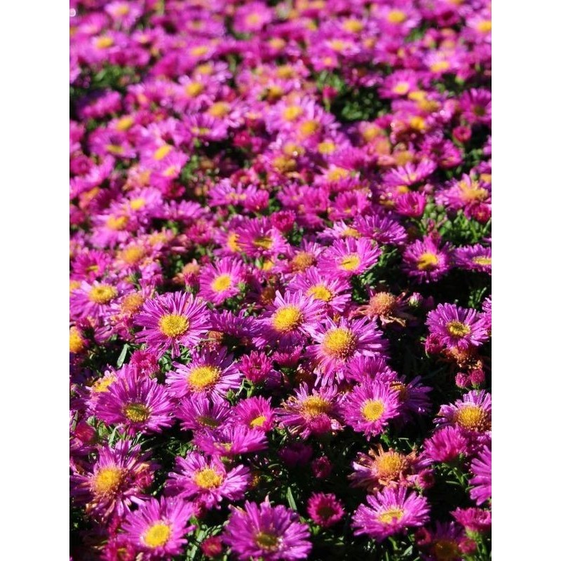 aster krzaczasty (Aster dumosus) Kassel- Świat bylin - sklep internetowy