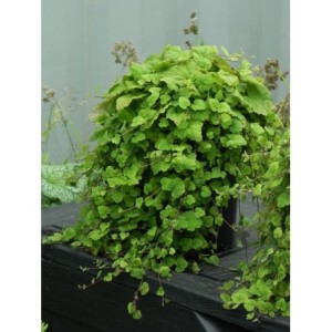 tiarella sercolistna (Tiarella cordifolia) Moorgrüne- Świat bylin - sklep internetowy