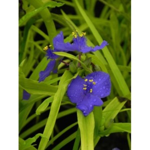 trzykrotka Andersona (Tradescantia andersoniana) Sweet Kate- Świat bylin - sklep internetowy
