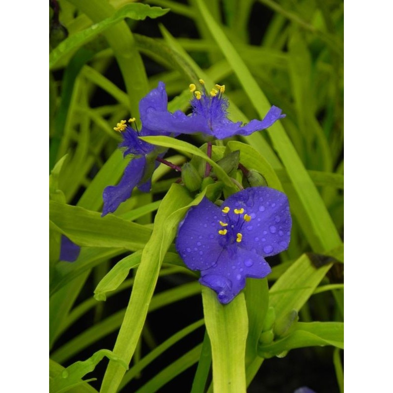 trzykrotka Andersona (Tradescantia andersoniana) Sweet Kate- Świat bylin - sklep internetowy