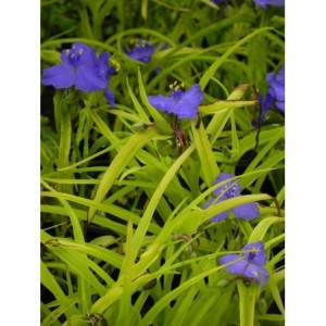 trzykrotka Andersona (Tradescantia andersoniana) Sweet Kate- Świat bylin - sklep internetowy