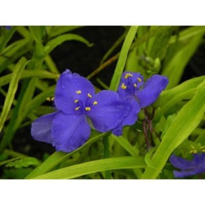 trzykrotka Andersona (Tradescantia andersoniana) Sweet Kate- Świat bylin - sklep internetowy