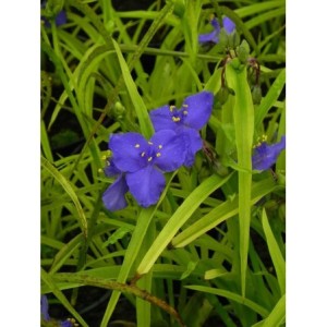 trzykrotka Andersona (Tradescantia andersoniana) Sweet Kate- Świat bylin - sklep internetowy