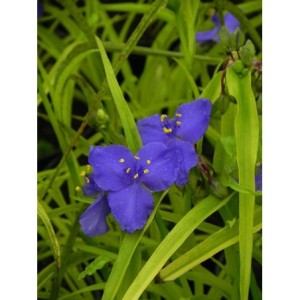 trzykrotka Andersona (Tradescantia andersoniana) Sweet Kate- Świat bylin - sklep internetowy