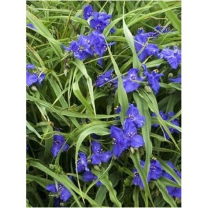 trzykrotka Andersona (Tradescantia andersoniana) Zwanenburg Blue- Świat bylin - sklep internetowy
