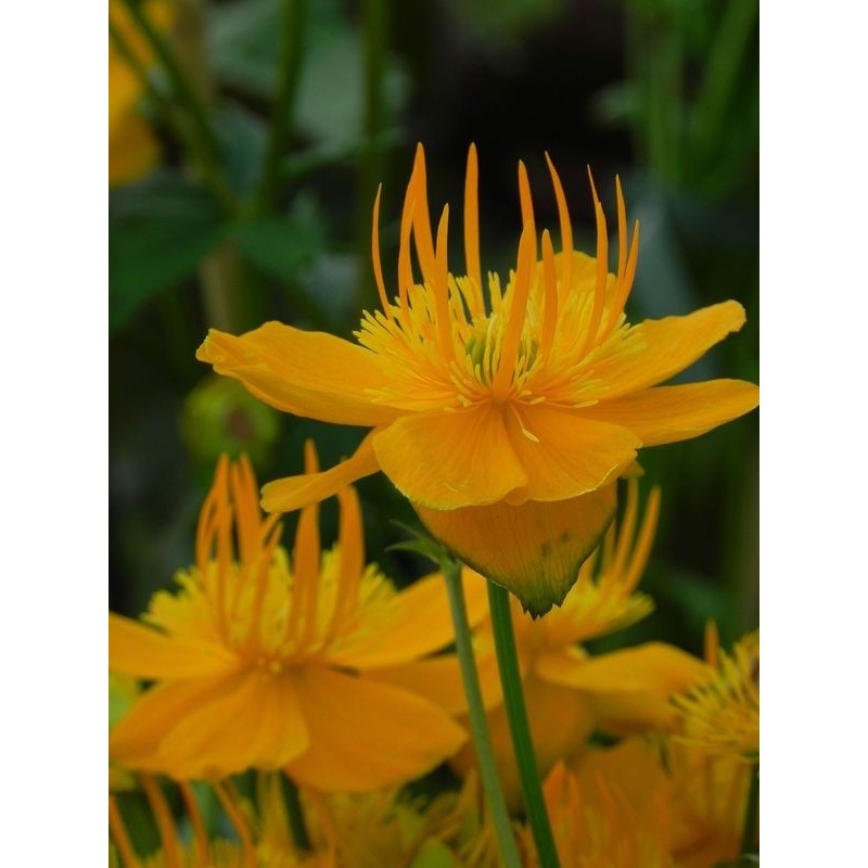 pełnik chiński (Trollius chinensis) Golden Queen- Świat bylin - sklep internetowy