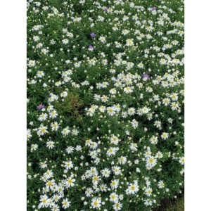 aster krzaczasty (Aster dumosus) Kristina- Świat bylin - sklep internetowy