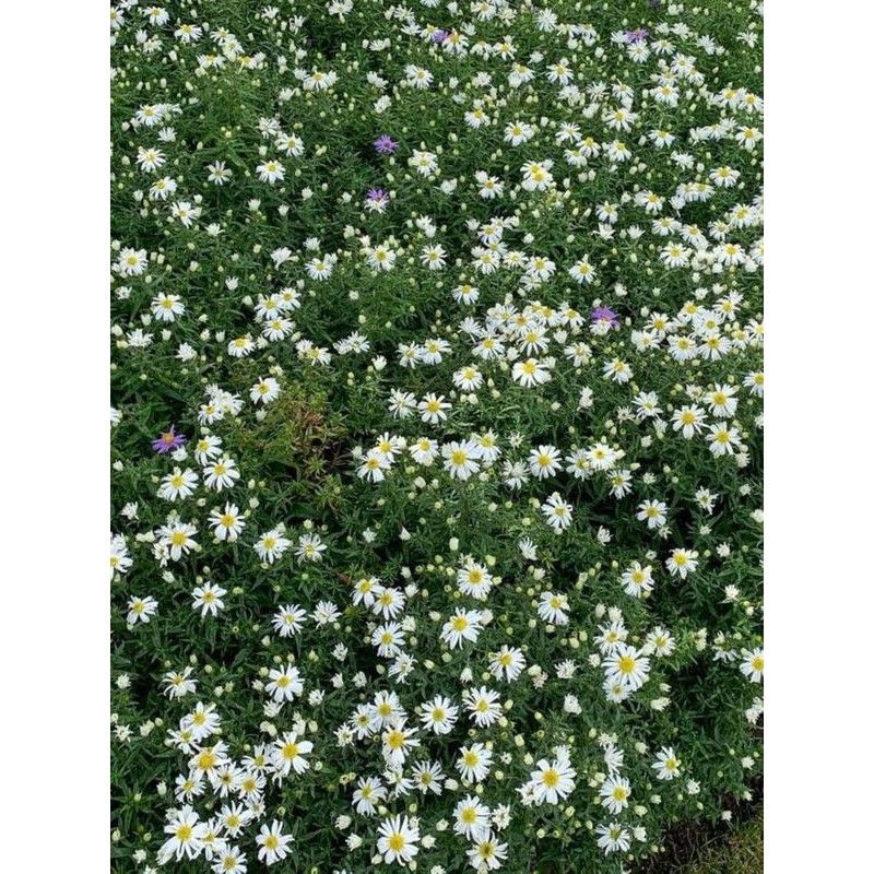 aster krzaczasty (Aster dumosus) Kristina- Świat bylin - sklep internetowy