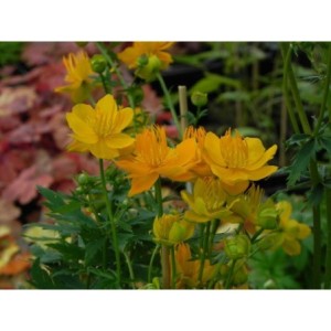 pełnik chiński (Trollius chinensis) Golden Queen- Świat bylin - sklep internetowy