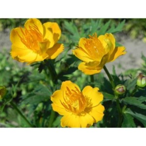 pełnik chiński (Trollius chinensis) Golden Queen- Świat bylin - sklep internetowy