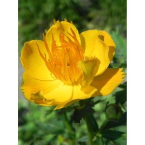 pełnik chiński (Trollius chinensis) Golden Queen- Świat bylin - sklep internetowy