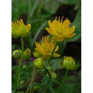 pełnik chiński (Trollius chinensis) Golden Queen- Świat bylin - sklep internetowy