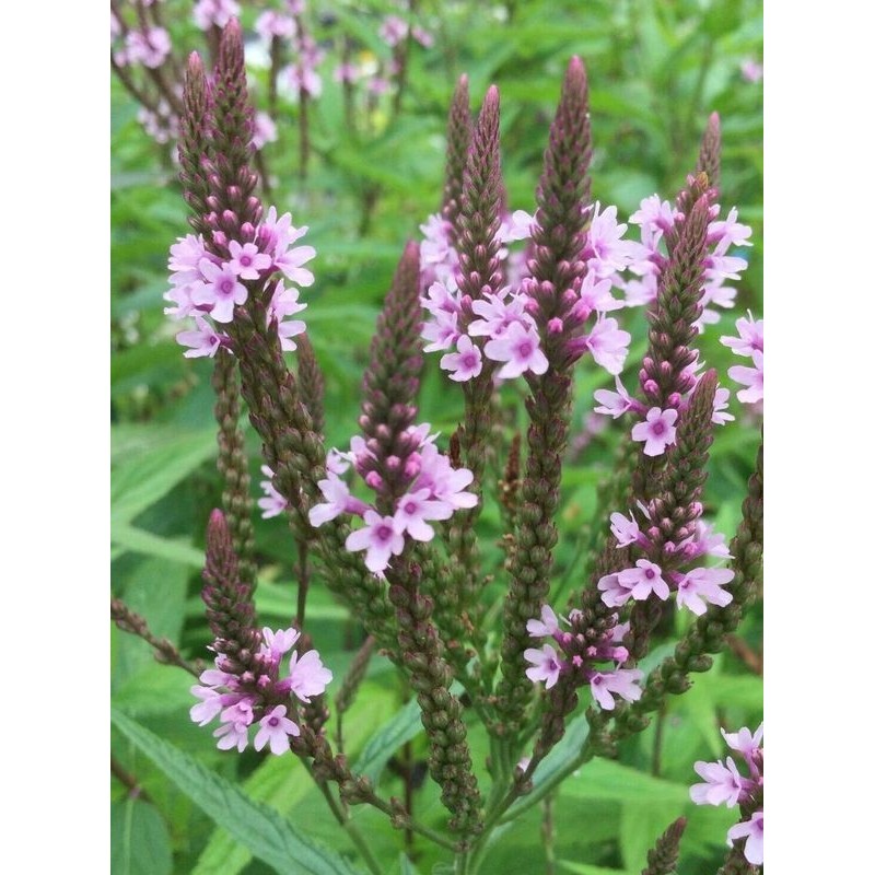 werbena krzaczasta (Verbena hastata) Pink Spires- Świat bylin - sklep internetowy