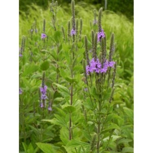 werbena sztywna (Verbena stricta) - Świat bylin - sklep internetowy