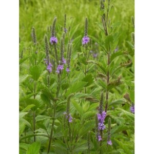 werbena sztywna (Verbena stricta) - Świat bylin - sklep internetowy