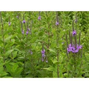 werbena sztywna (Verbena stricta) - Świat bylin - sklep internetowy