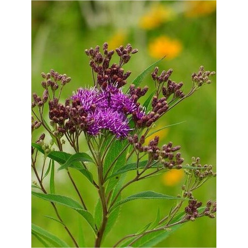 wernonia pasmowata (Vernonia fasciculata) - Świat bylin - sklep internetowy