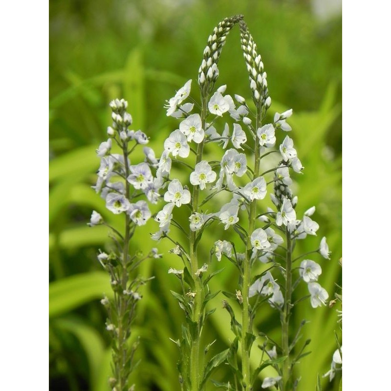 przetacznik goryczkowaty (Veronica gentianoides) - Świat bylin - sklep internetowy