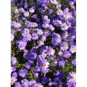 aster krzaczasty (Aster dumosus) Prof. Anton Kippenberg- Świat bylin - sklep internetowy