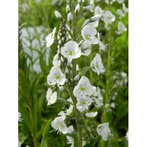 przetacznik goryczkowaty (Veronica gentianoides) - Świat bylin - sklep internetowy