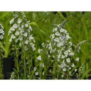 przetacznik goryczkowaty (Veronica gentianoides) - Świat bylin - sklep internetowy