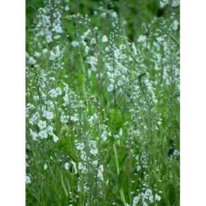 przetacznik goryczkowaty (Veronica gentianoides) - Świat bylin - sklep internetowy