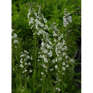 przetacznik goryczkowaty (Veronica gentianoides) - Świat bylin - sklep internetowy